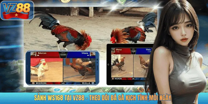SẢNH WS168 TẠI VZ88 - THEO DÕI ĐÁ GÀ KỊCH TÍNH MỖI NGÀY